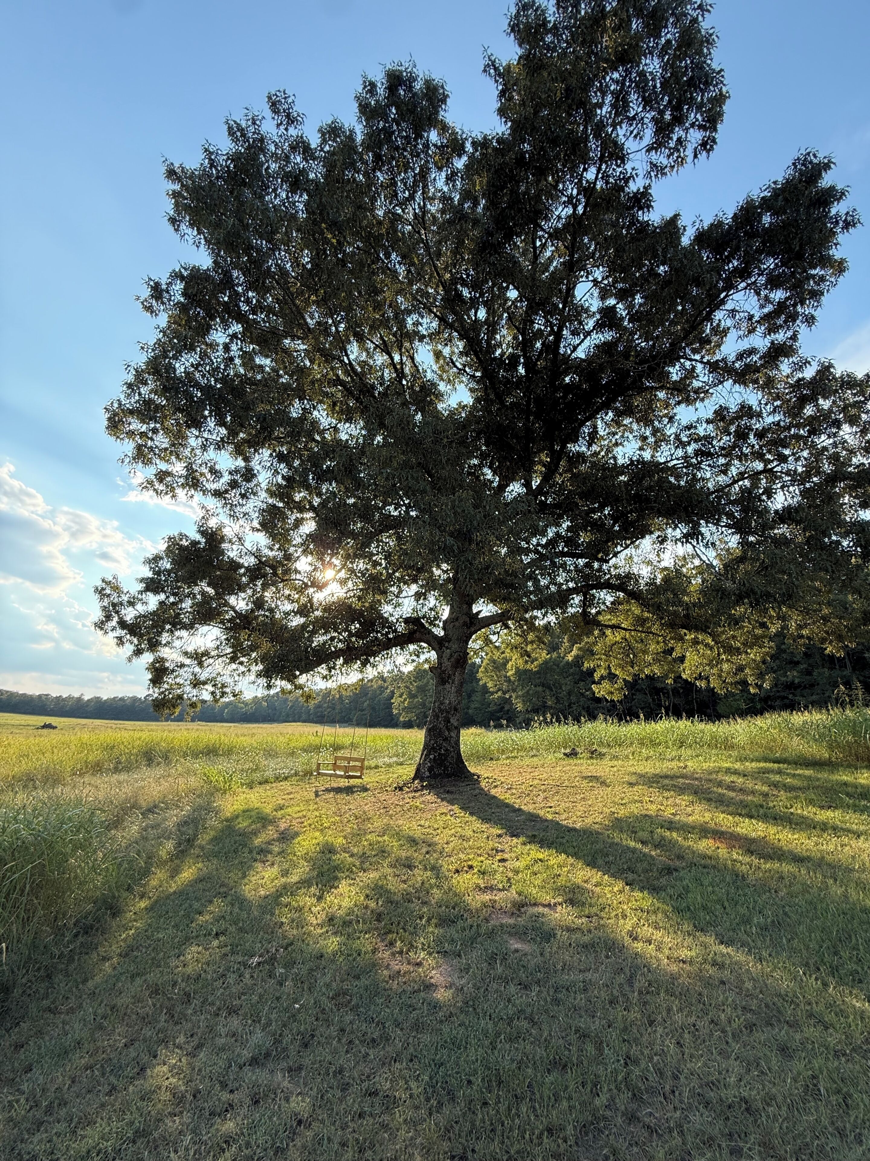 Un árbol grande en un campo cubierto de hierba, con un banco.
