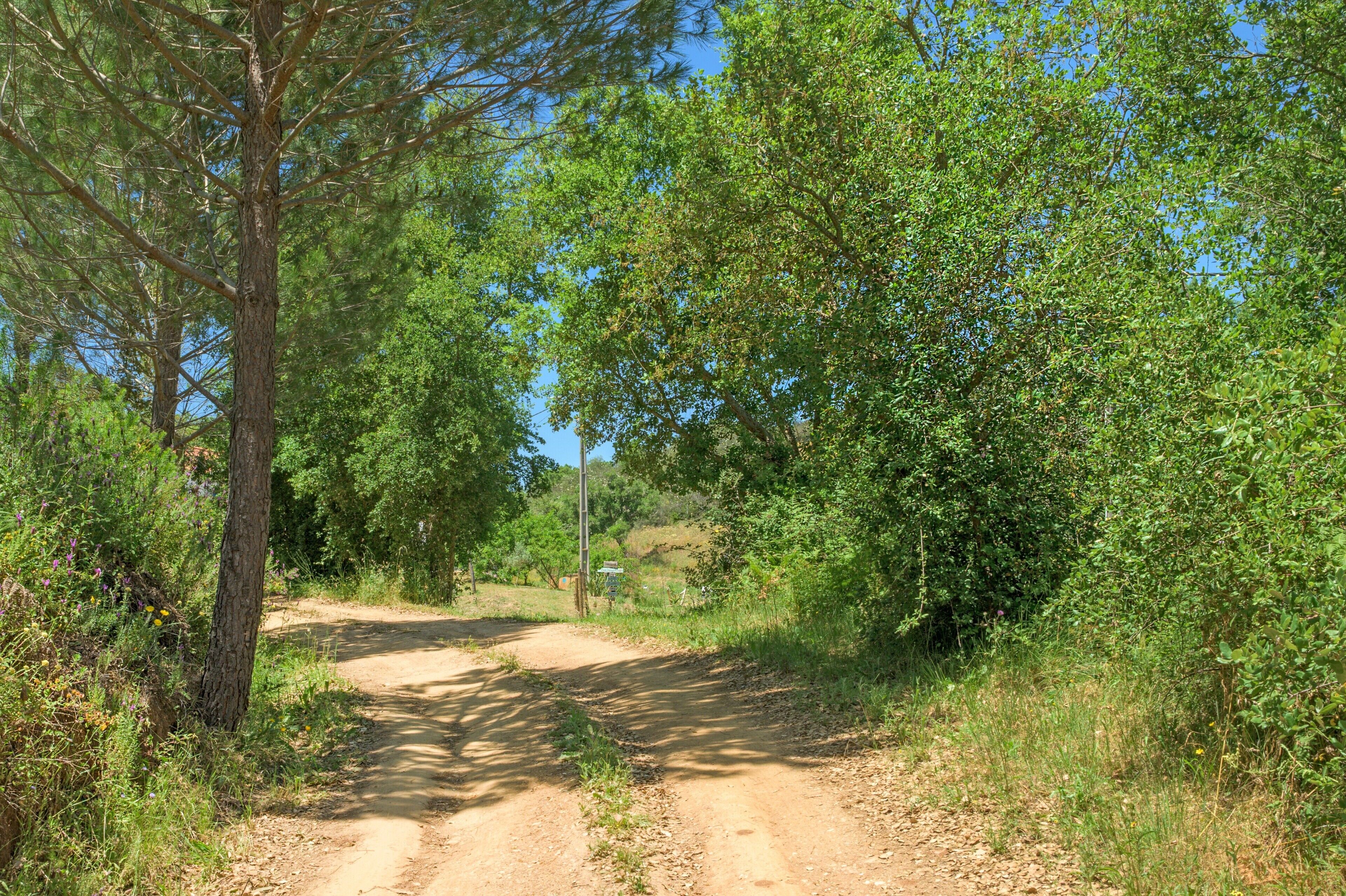 A dirt path surrounded by trees and vegetation.