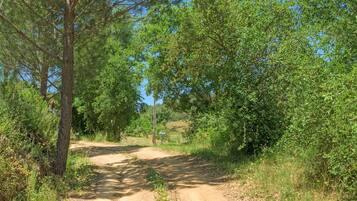 A dirt path surrounded by trees and vegetation.