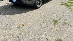 Una camioneta GMC estacionada frente a un edificio con una placa.