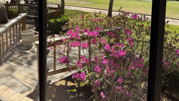 A view from a porch with a wooden deck, a flower bush, and a clear sky. - 3-bedroom golf course home on Walden on Lake Conroe Montgomery with WiFi, AC (Montgomery)