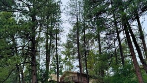 A cabin surrounded by tall pine trees, with a stone staircase leading up to the entrance.
