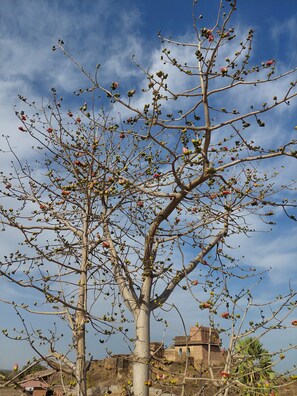 View from property - Hotel Shree Ram Bhagwan (Orchha)