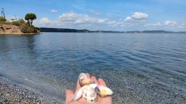A hand holding seashells by a calm sea with a clear sky. - ZEcamping 3* pataugeoire piscine locatif TV clim 24m2 4 pers (Saint-Mitre-les-Remparts)