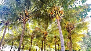 Garden - KOA Hotel (Riambel)