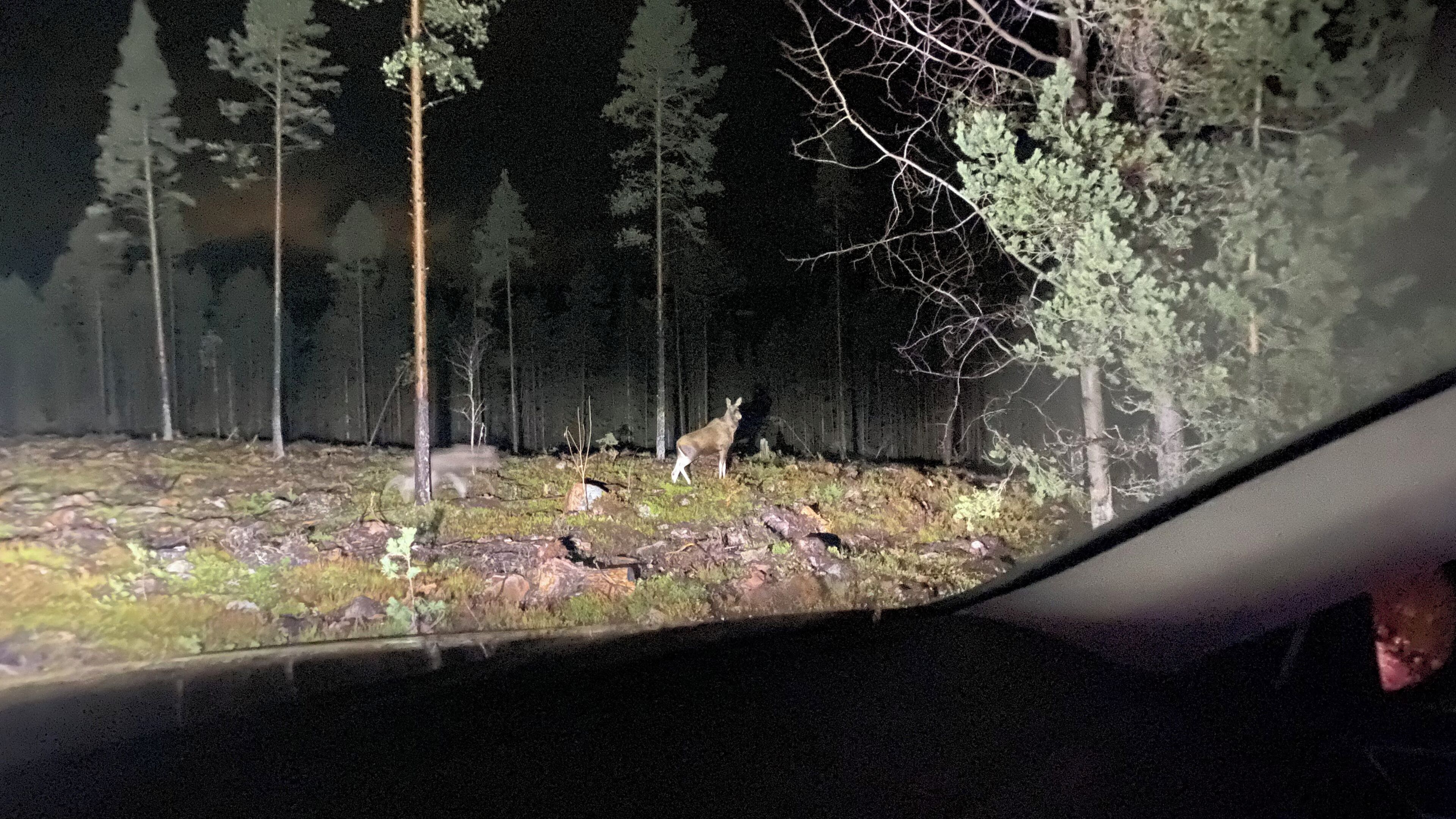 Un cerf dans une zone boisée, vu de l’intérieur d’un véhicule.