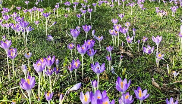 Um parque com um campo de narcisos roxos e um edifício de tijolos ao fundo.