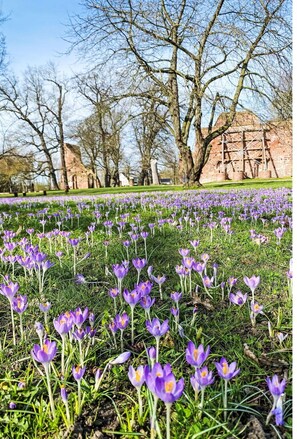 Un parc avec un champ de crocus violets et, au fond, un bâtiment en briques.