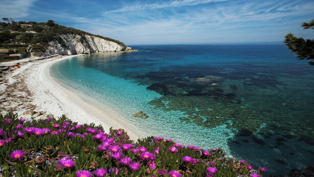 A coastal beach with clear turquoise waters, white sandy shore, and purple flowers in the foreground. - HOTEL ACQUAMARINA (Portoferraio)