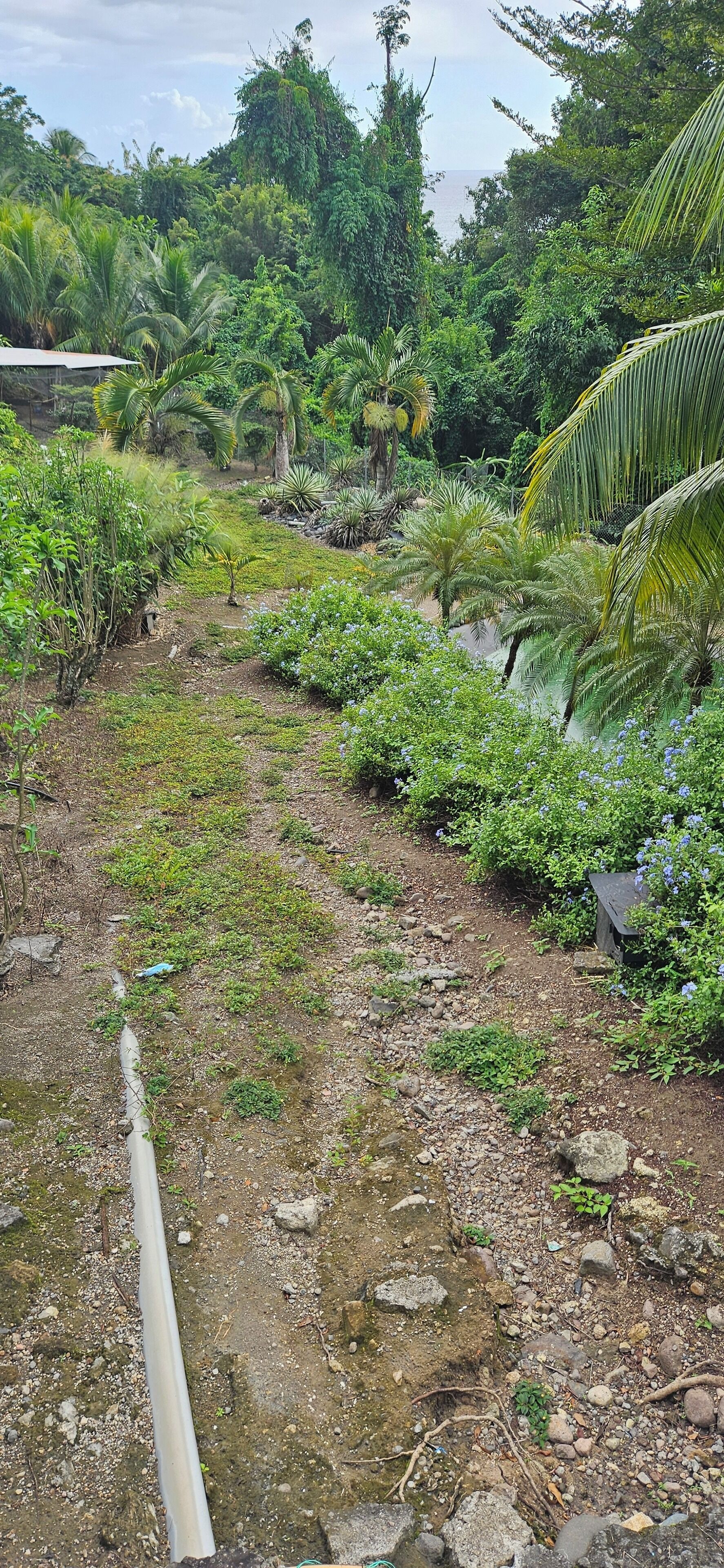 Un paysage naturel caractérisé par une végétation variée, comprenant des palmiers et des arbustes, ainsi qu'un sentier rocailleux.
