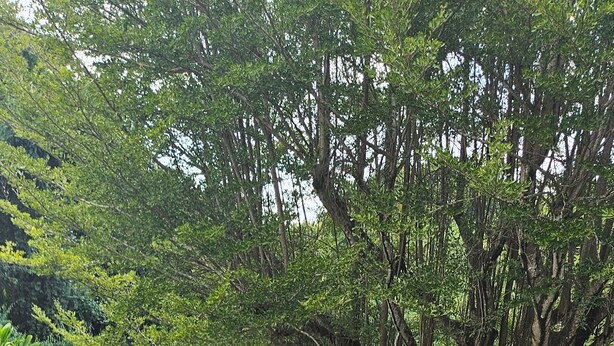 A lush garden with various plants and trees, including a large tree in the center and smaller plants around it. - L'ECRIN BLEU SEA VIEW DIAMOND ROCK (LE DIAMANT)