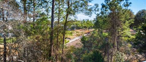 A view of a forested area with tall pine trees and a distant house.