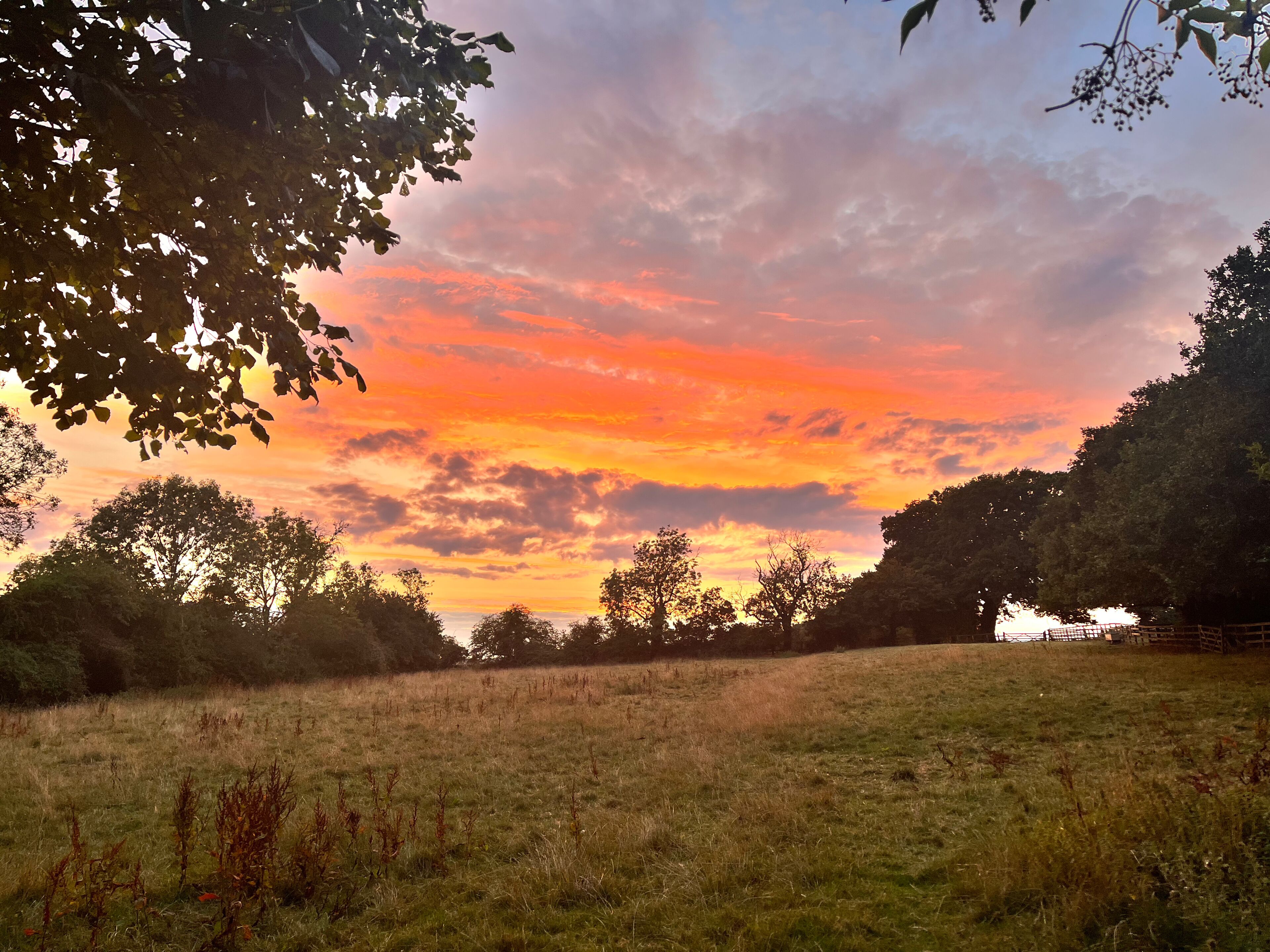 Un tramonto su un prato erboso con alberi e una recinzione in primo piano.