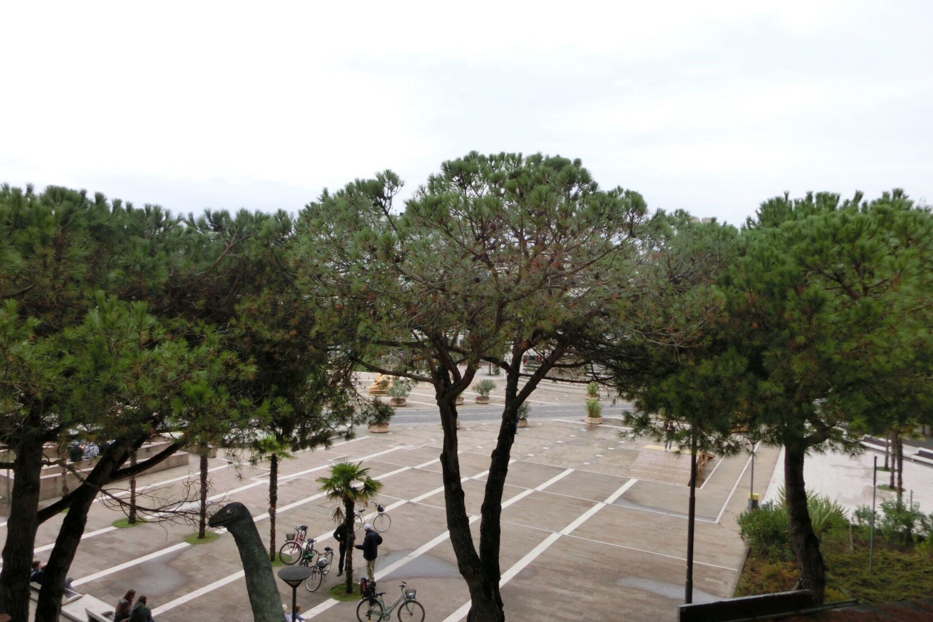 A spacious outdoor area with a paved surface, surrounded by tall trees and potted plants.