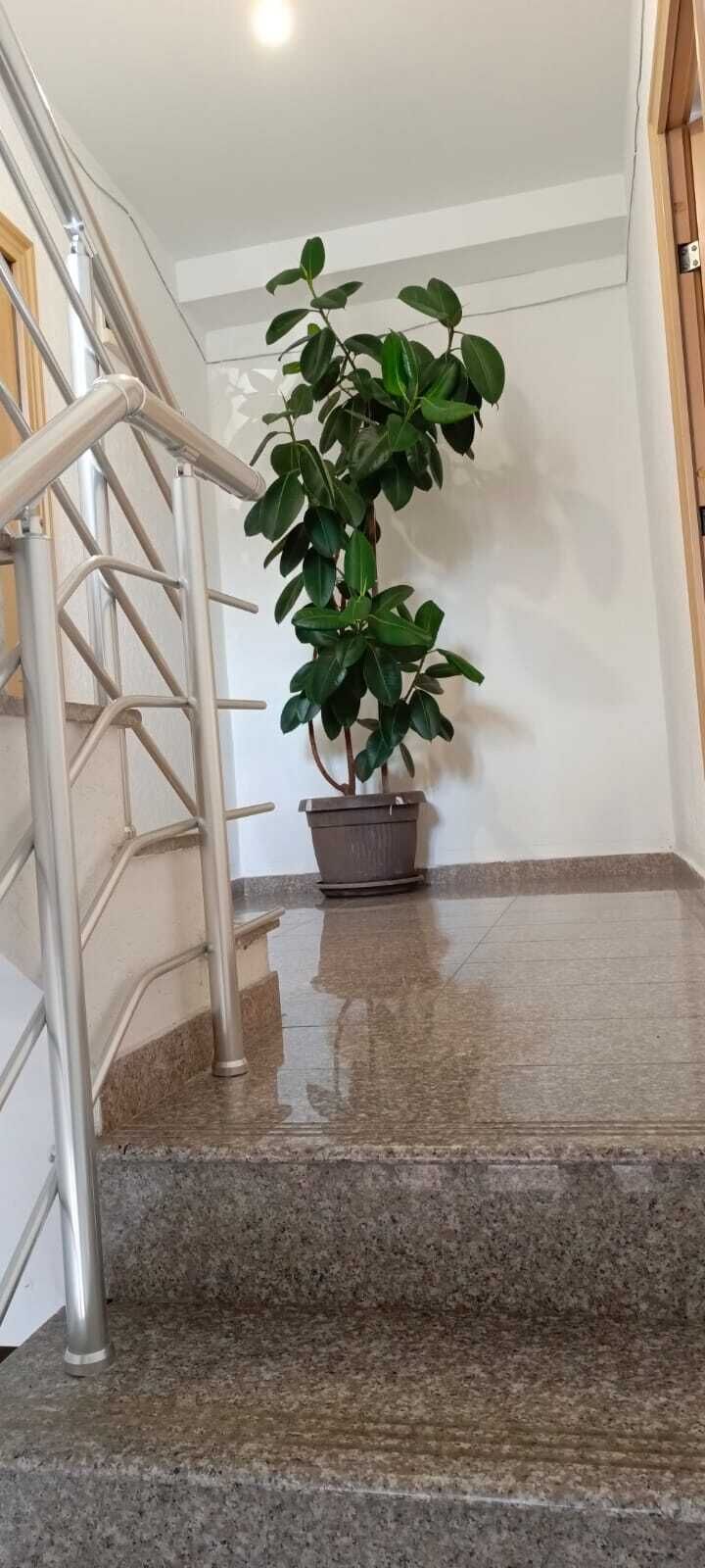 楼梯