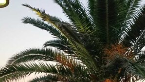 Un palmier, une personne assise sur l’herbe et une étendue d’eau en arrière-plan.