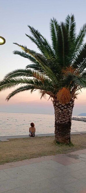 A palm tree, a person sitting on the grass, and a body of water in the background. - Apartmani Kolovic Susanj (Bar)