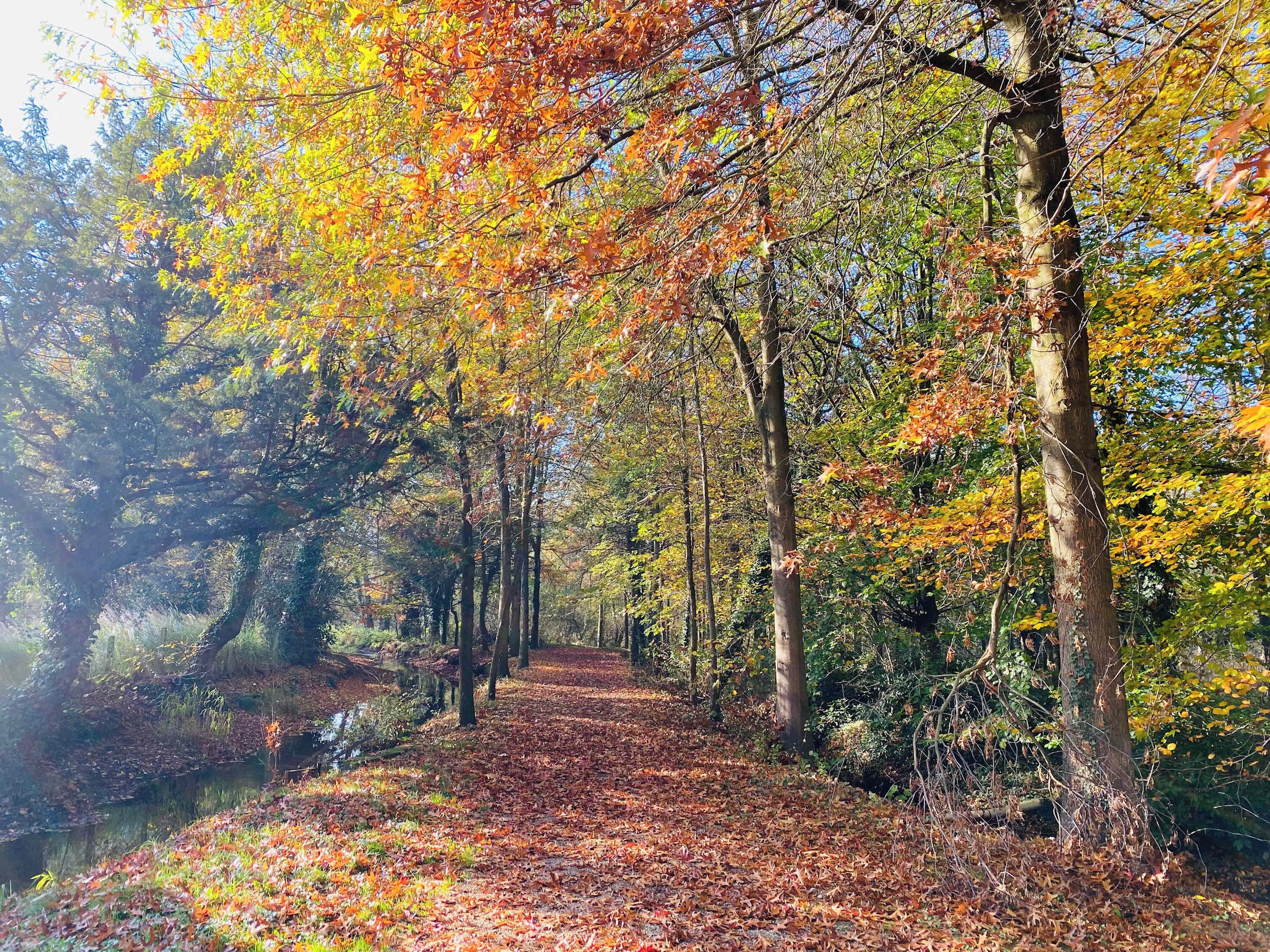 Un sentier forestier bordé d’arbres et traversé par un cours d’eau.