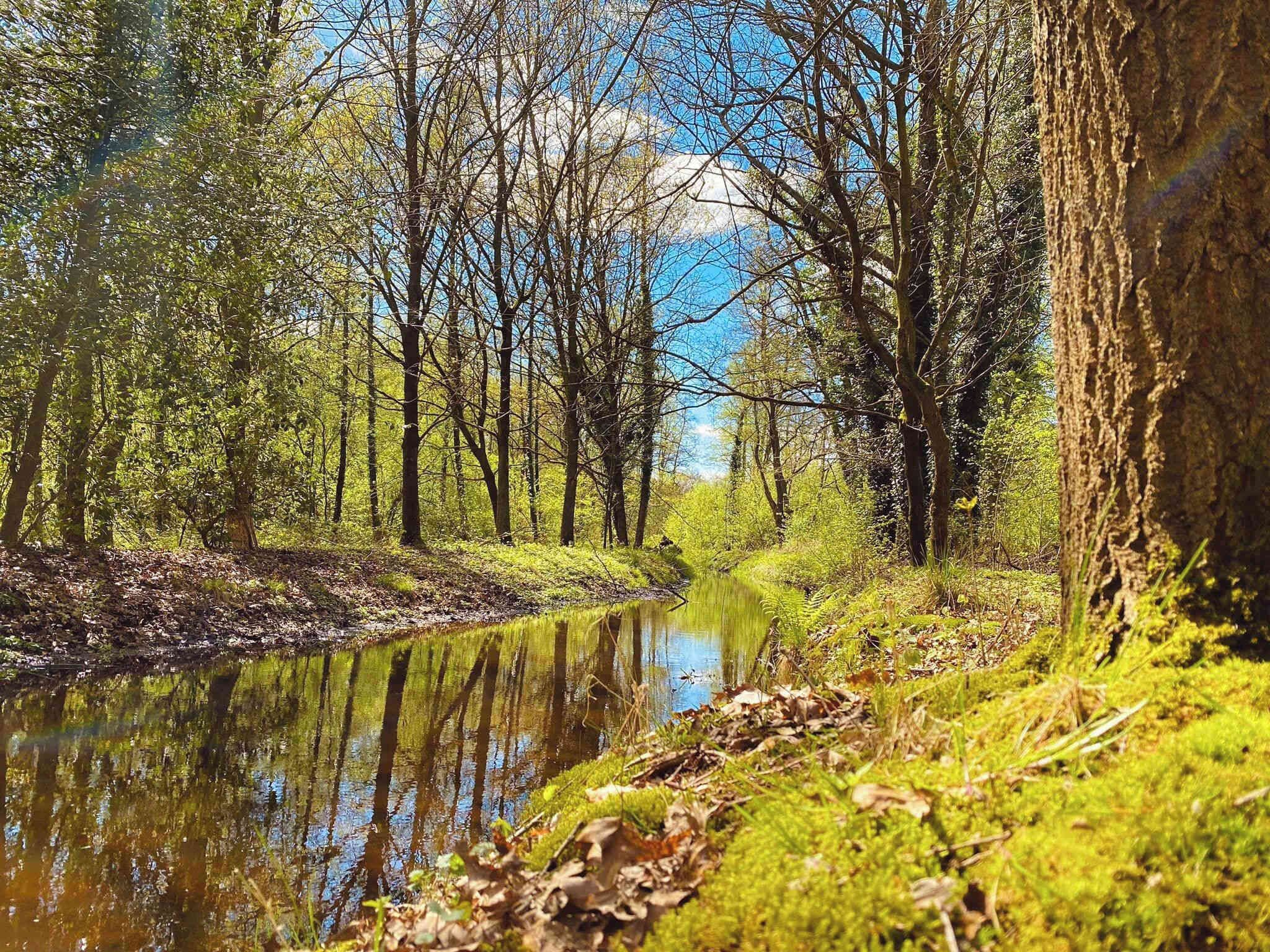 Uma floresta tranquila com um rio calmo refletindo as árvores.