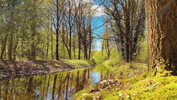 Uma floresta tranquila com um rio calmo refletindo as árvores.