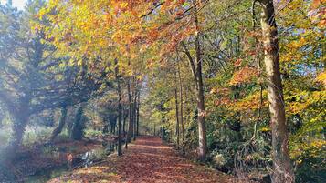 Camí boscós amb arbres i una massa d'aigua.