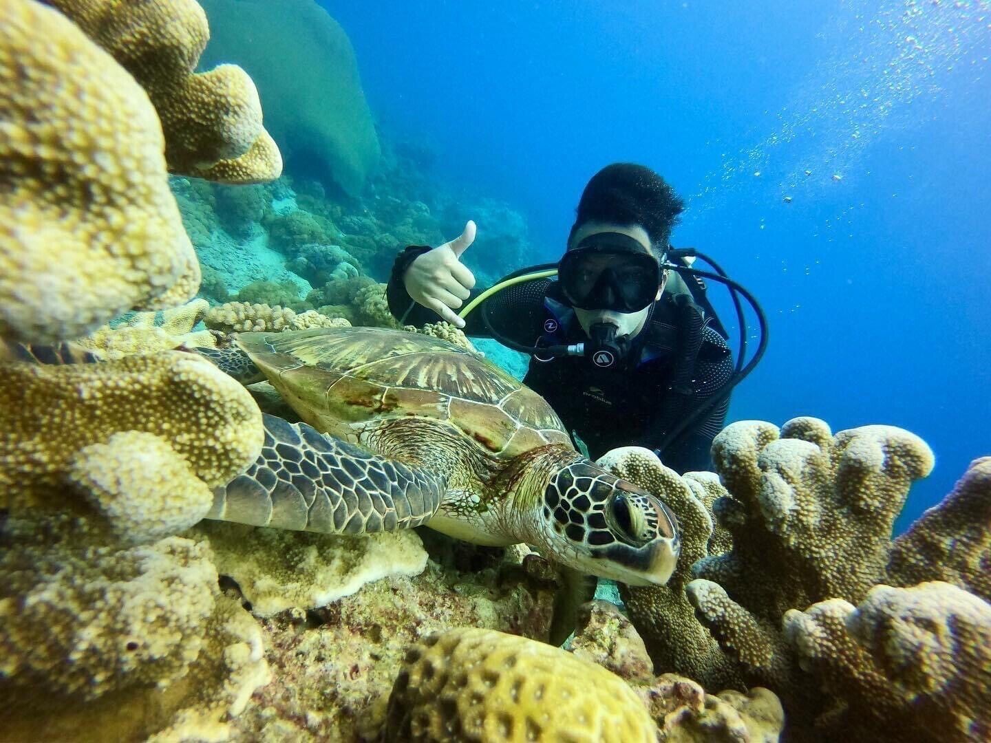 A diver underwater with a sea turtle.