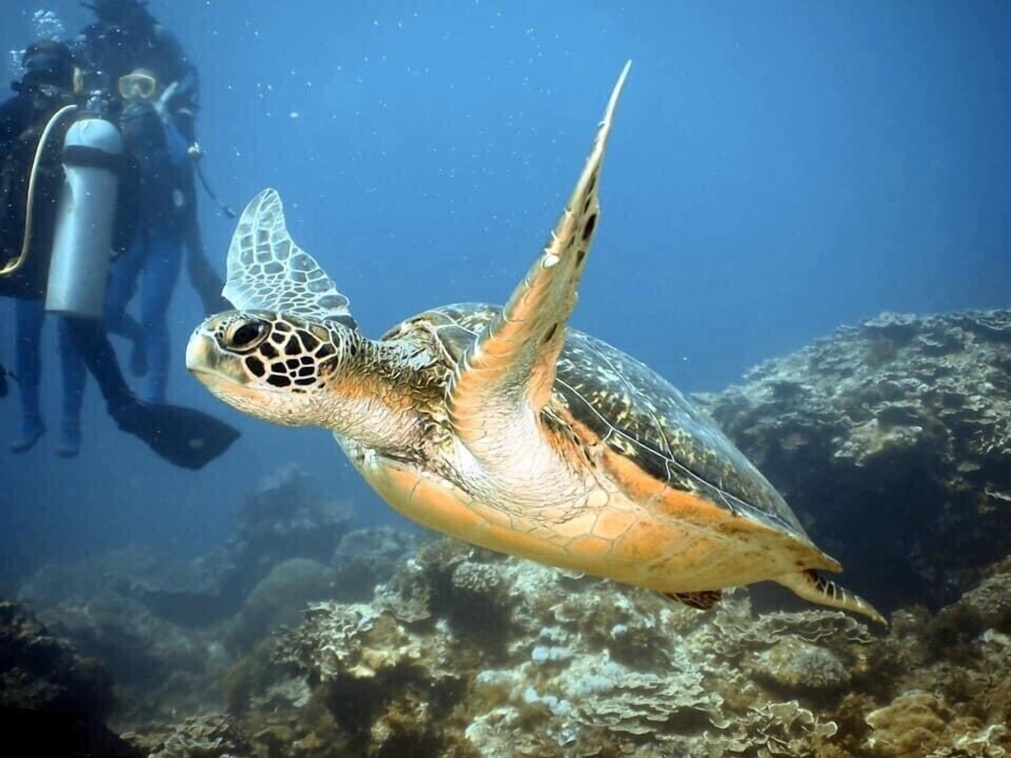 A sea turtle swimming near a diver.