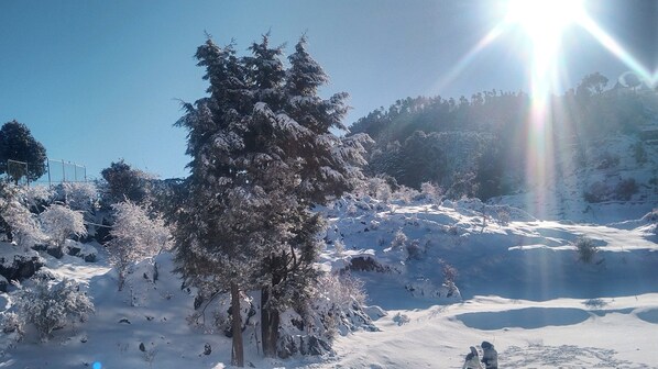 A snow-covered landscape with a prominent evergreen tree and a clear blue sky.