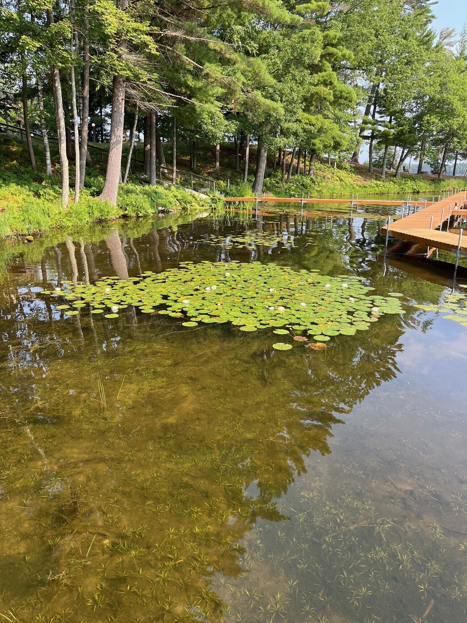A pond with lily pads, surrounded by trees and a wooden dock.