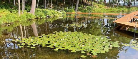 A pond with lily pads, surrounded by trees and a wooden dock.