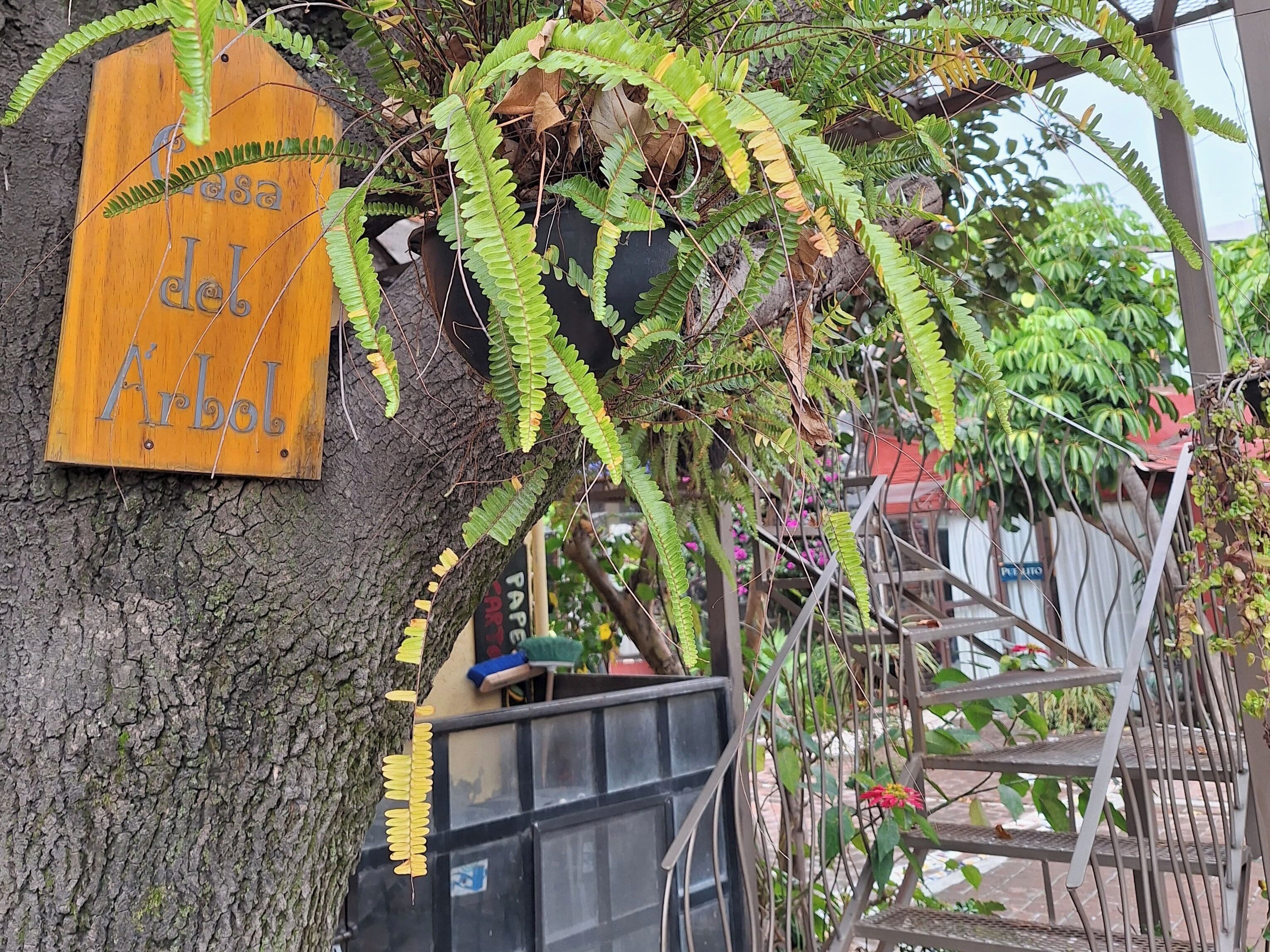 Een houten bordje met de tekst 'Casa del Arbol' bevestigd aan een boomstam.