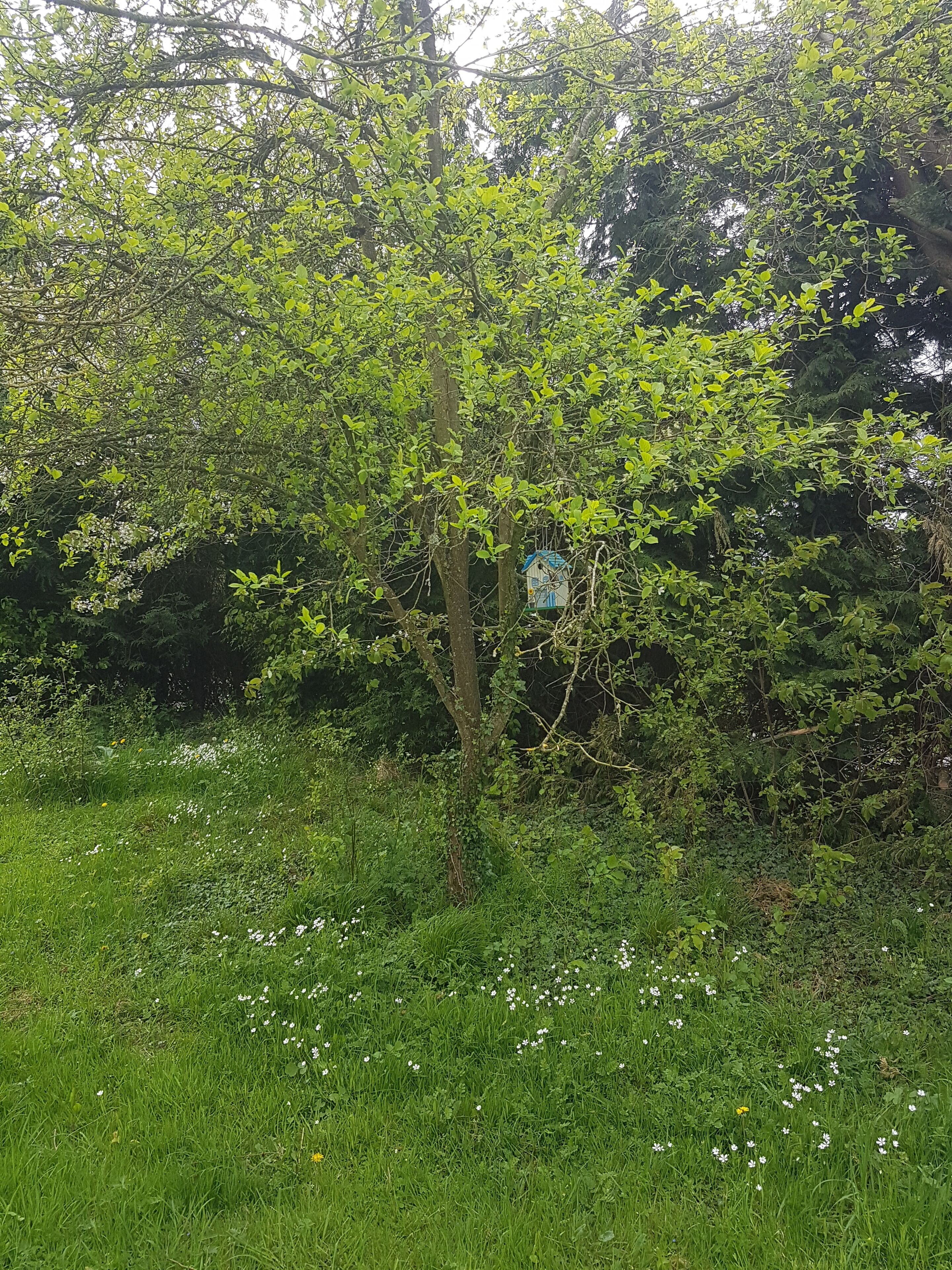 Un árbol con un letrero azul en el tronco, rodeado de follaje verde denso y flores blancas.