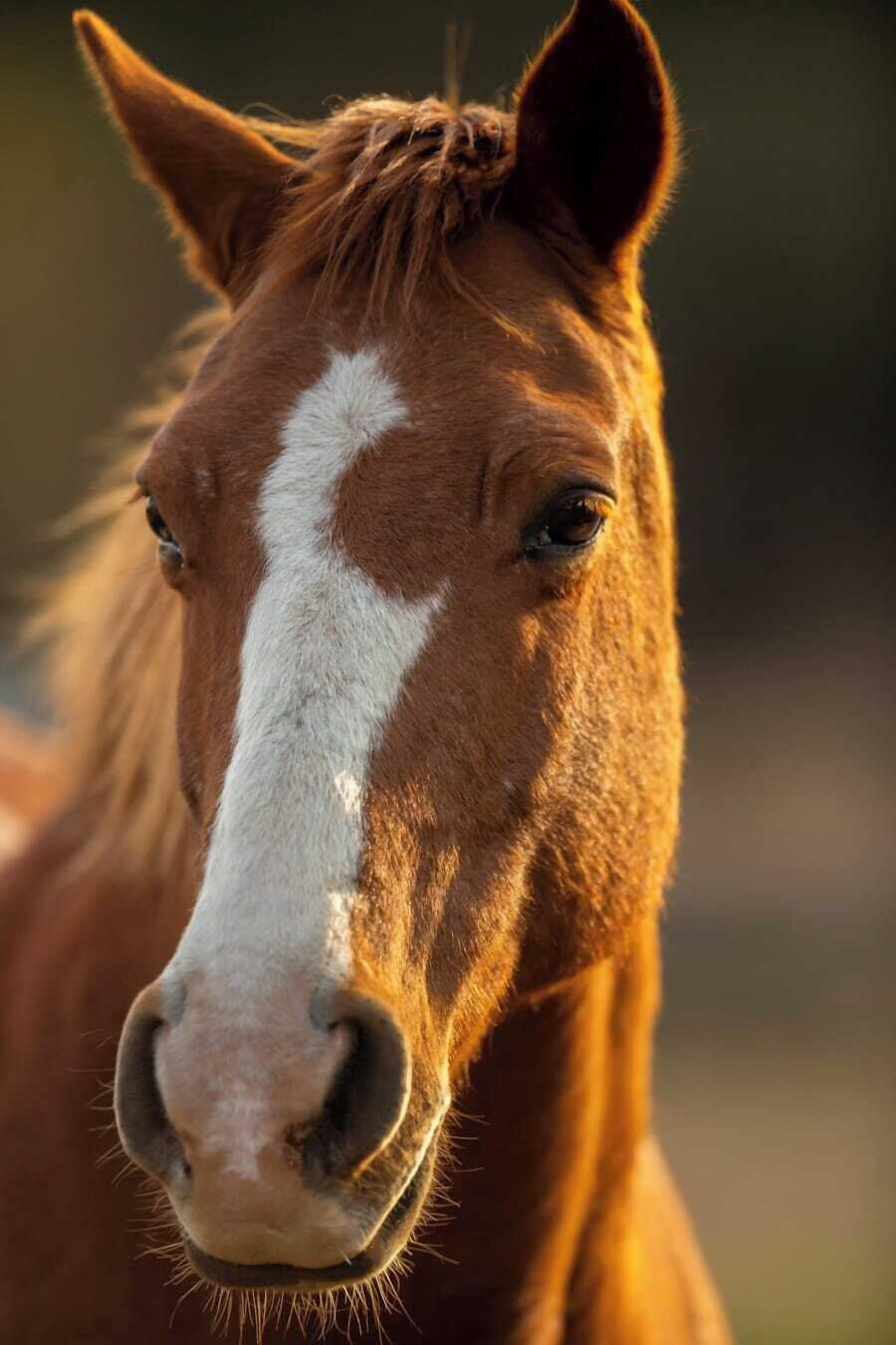 Un gros plan du visage d'un cheval.