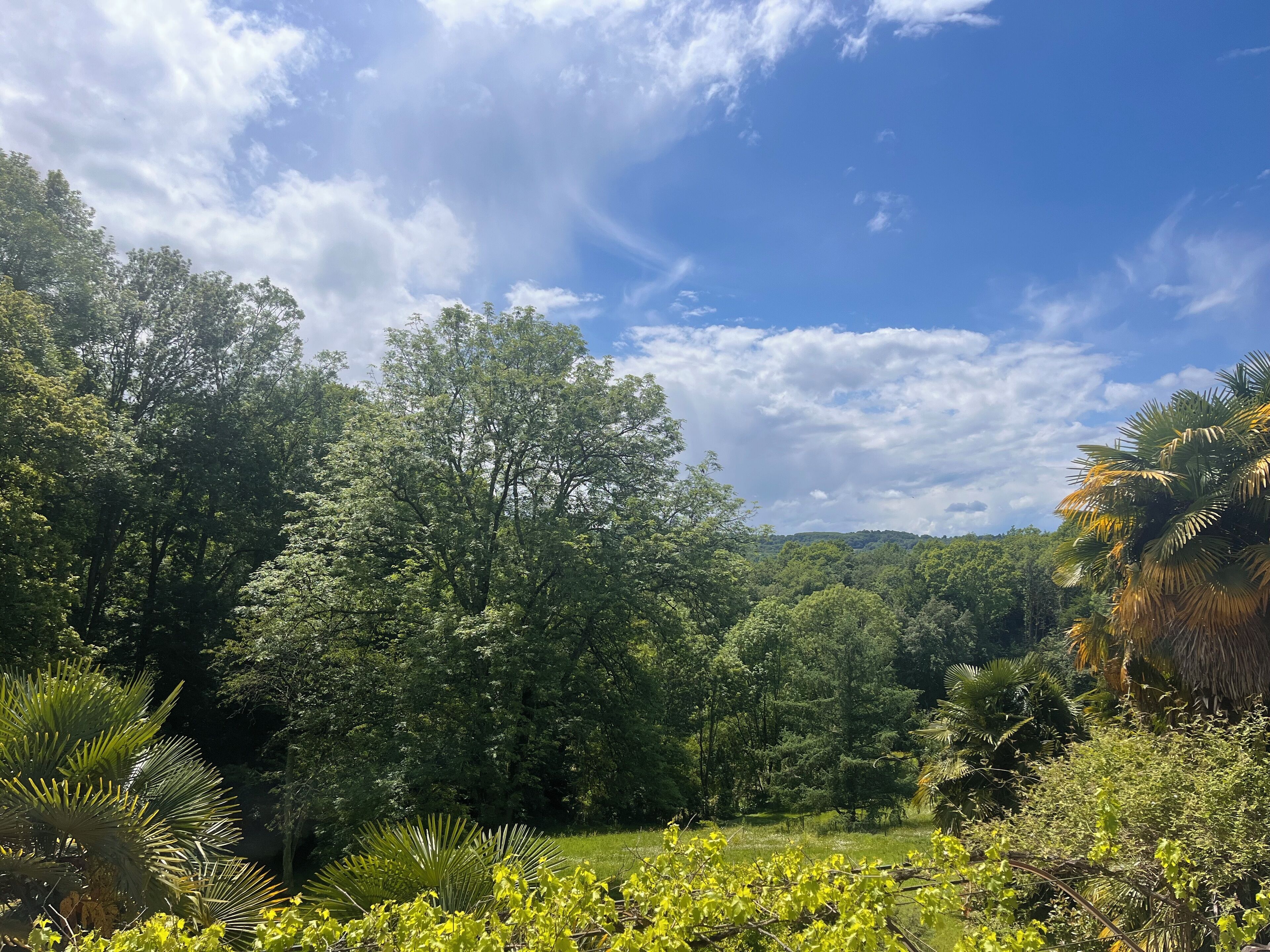 A lush landscape with dense greenery and a variety of trees.