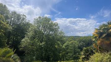 A lush landscape with dense greenery and a variety of trees.