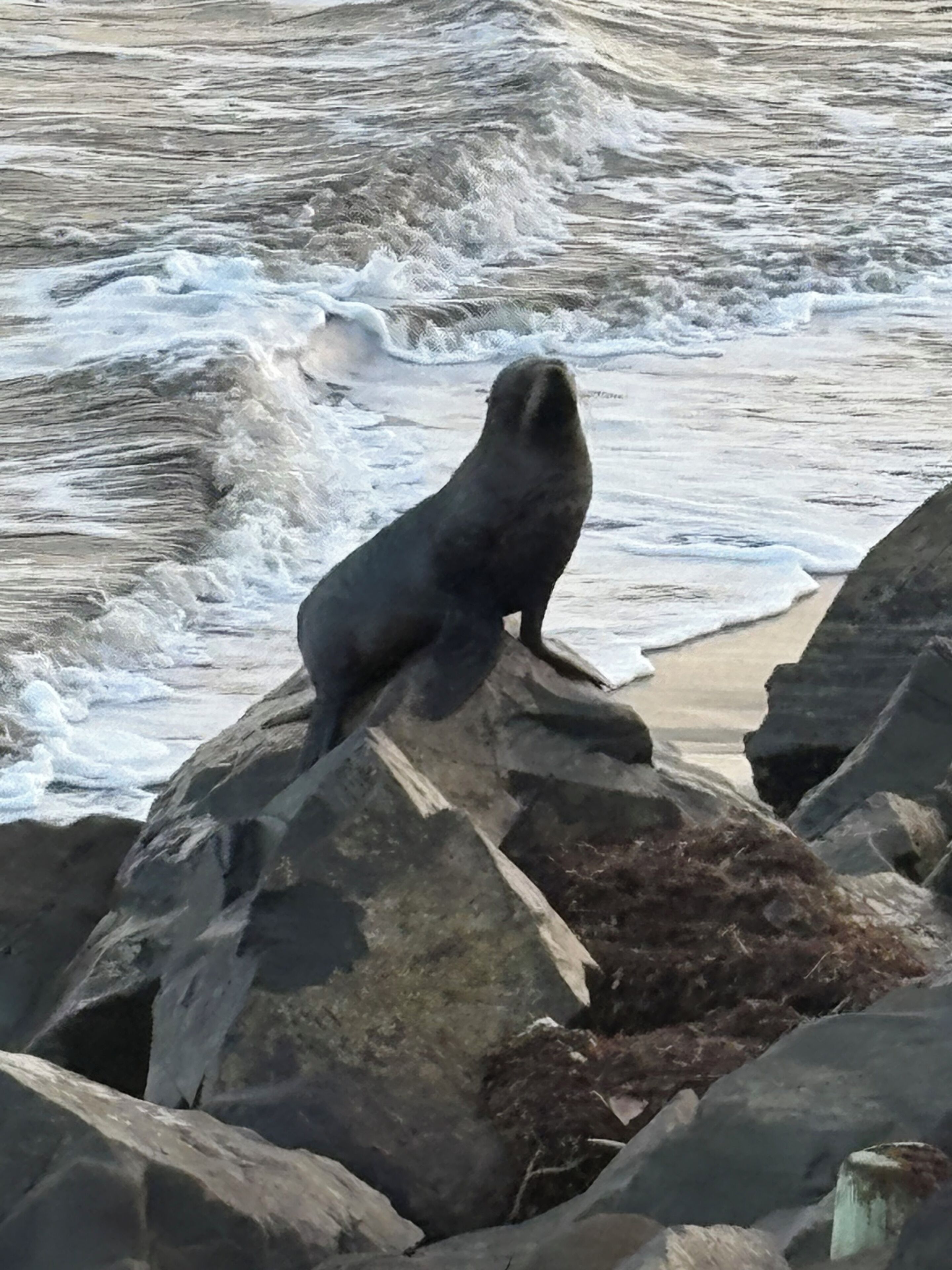 Un phoque est assis sur un rocher, au bord de la mer.