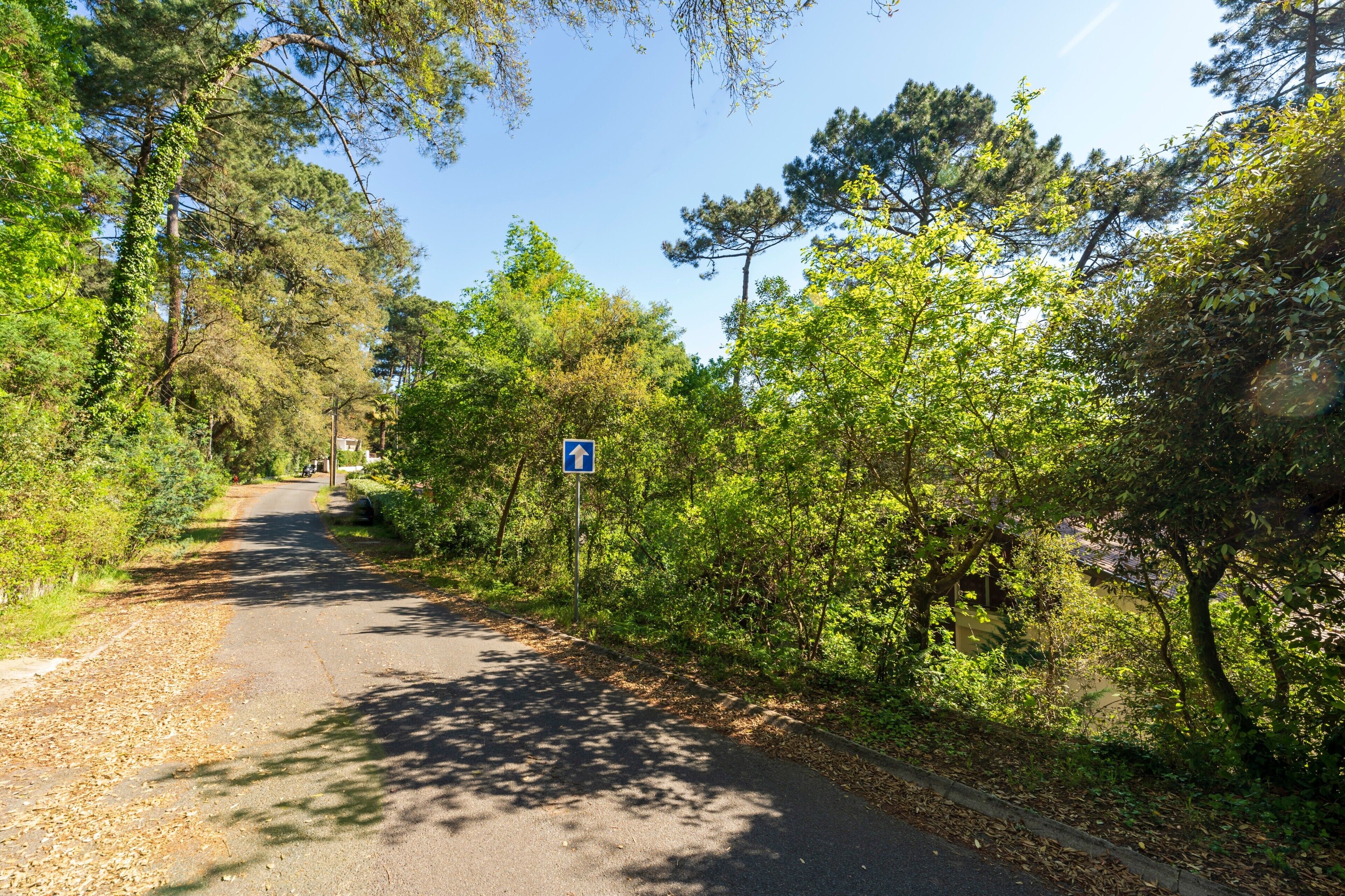 Eine asphaltierte Straße, gesäumt von dichten Bäumen, unter wolkenlosem, blauem Himmel.