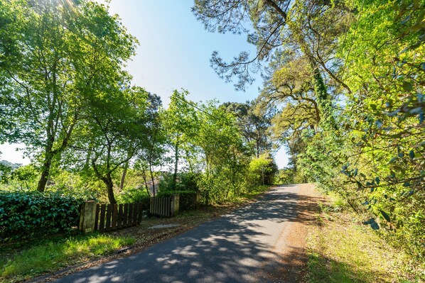 A narrow road flanked by dense green foliage and a wooden fence.