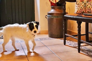 Ein Hund steht auf einem Fliesenboden, im Hintergrund ein Metalltopf und ein gemustertes Kissen.