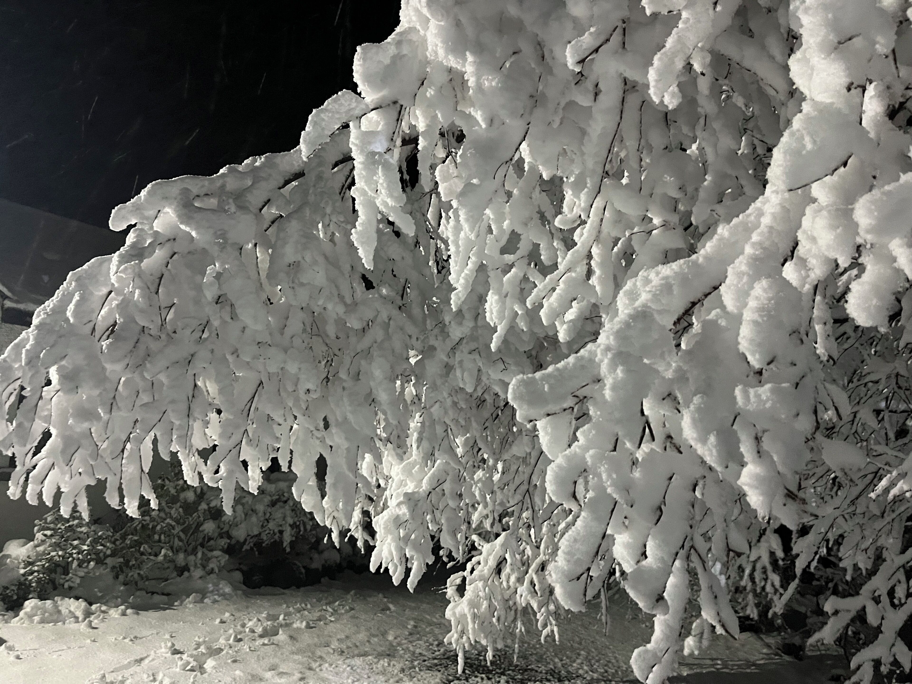 Un albero innevato con rami carichi di neve.