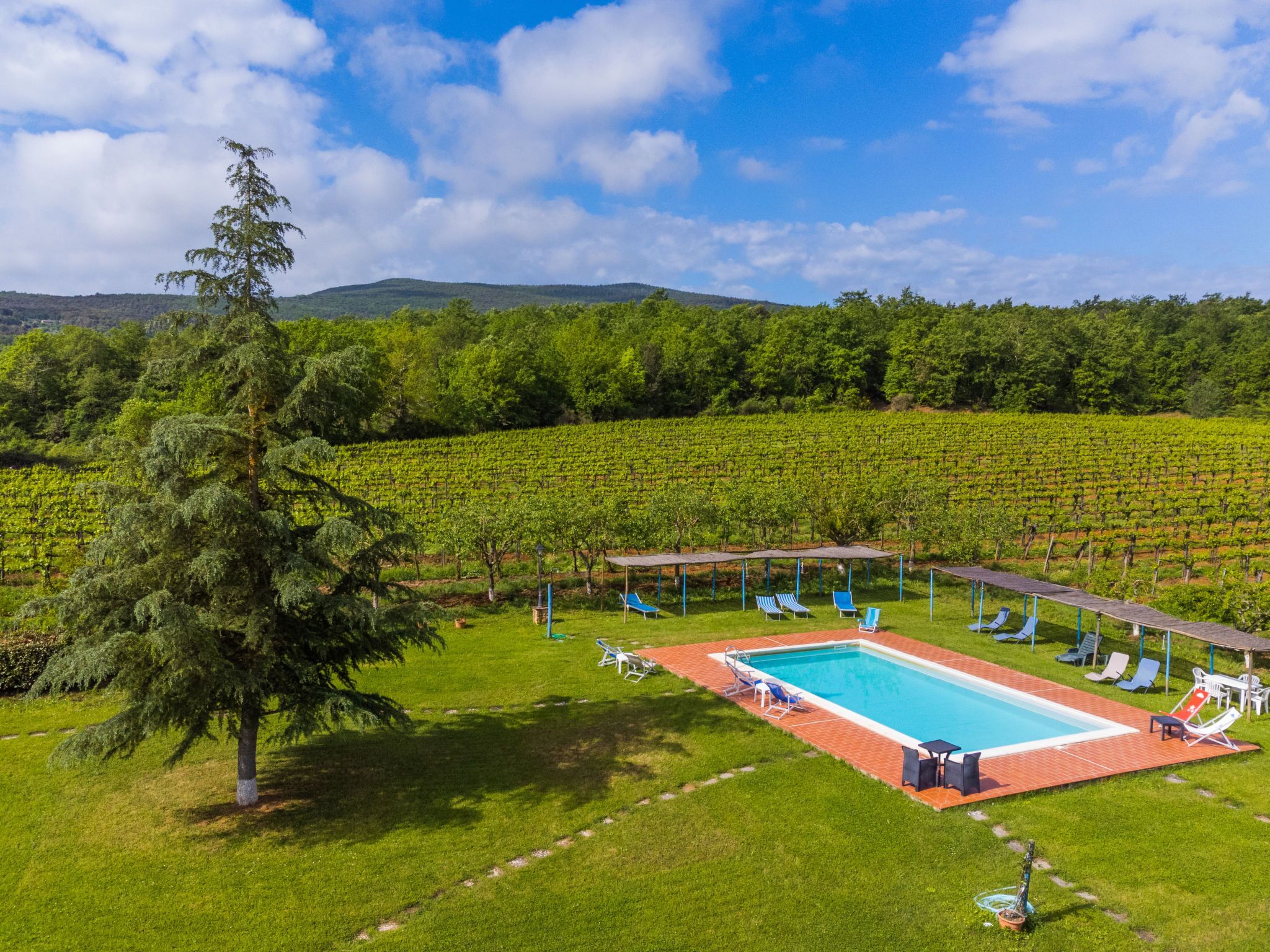 A pool area with lounge chairs and a pergola, surrounded by a vineyard and a large tree.