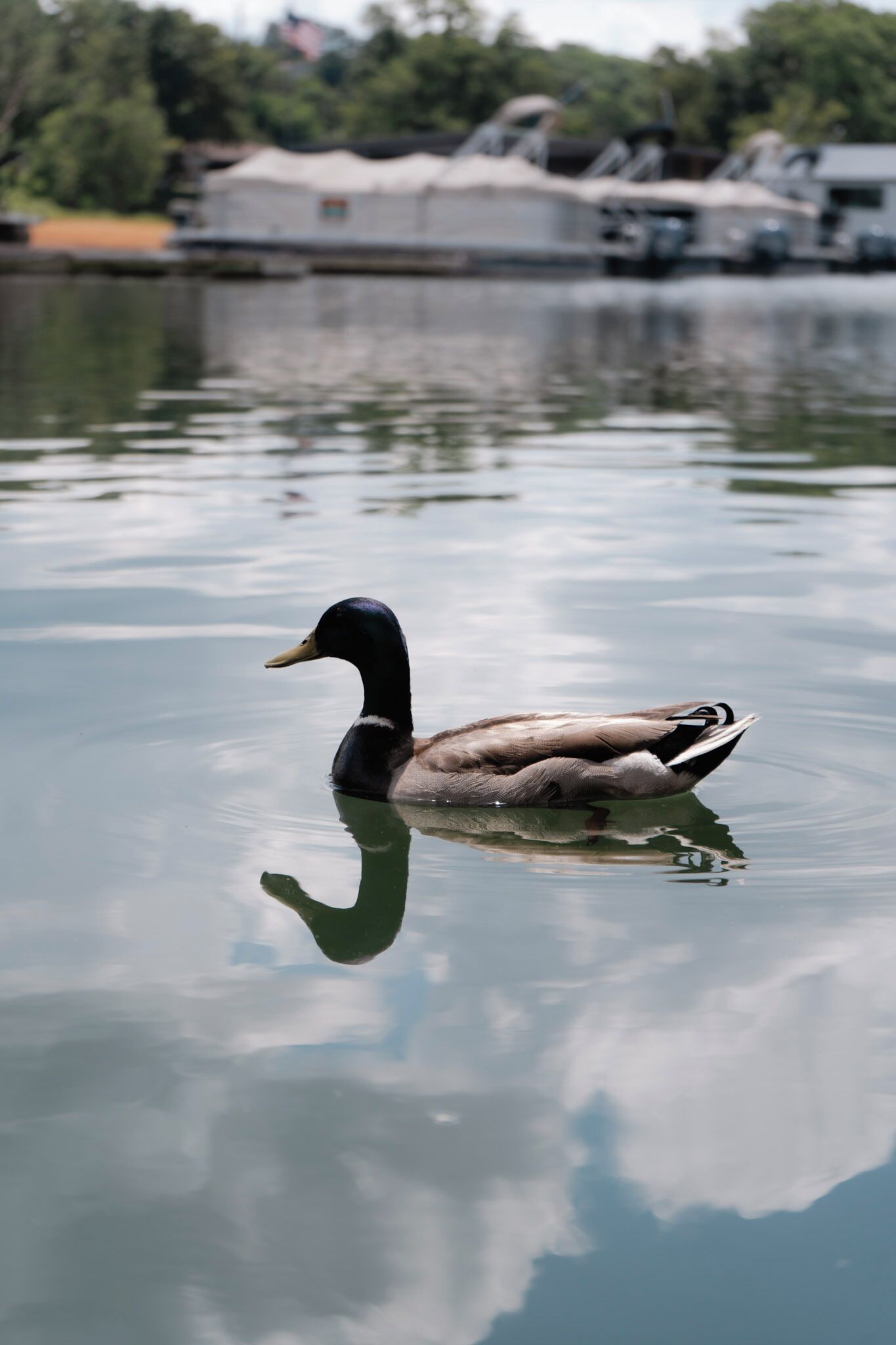 Eine Ente schwimmt in ruhigem Wasser mit Spiegelung.