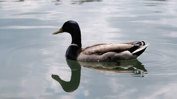 Eine Ente schwimmt in ruhigem Wasser mit Spiegelung.