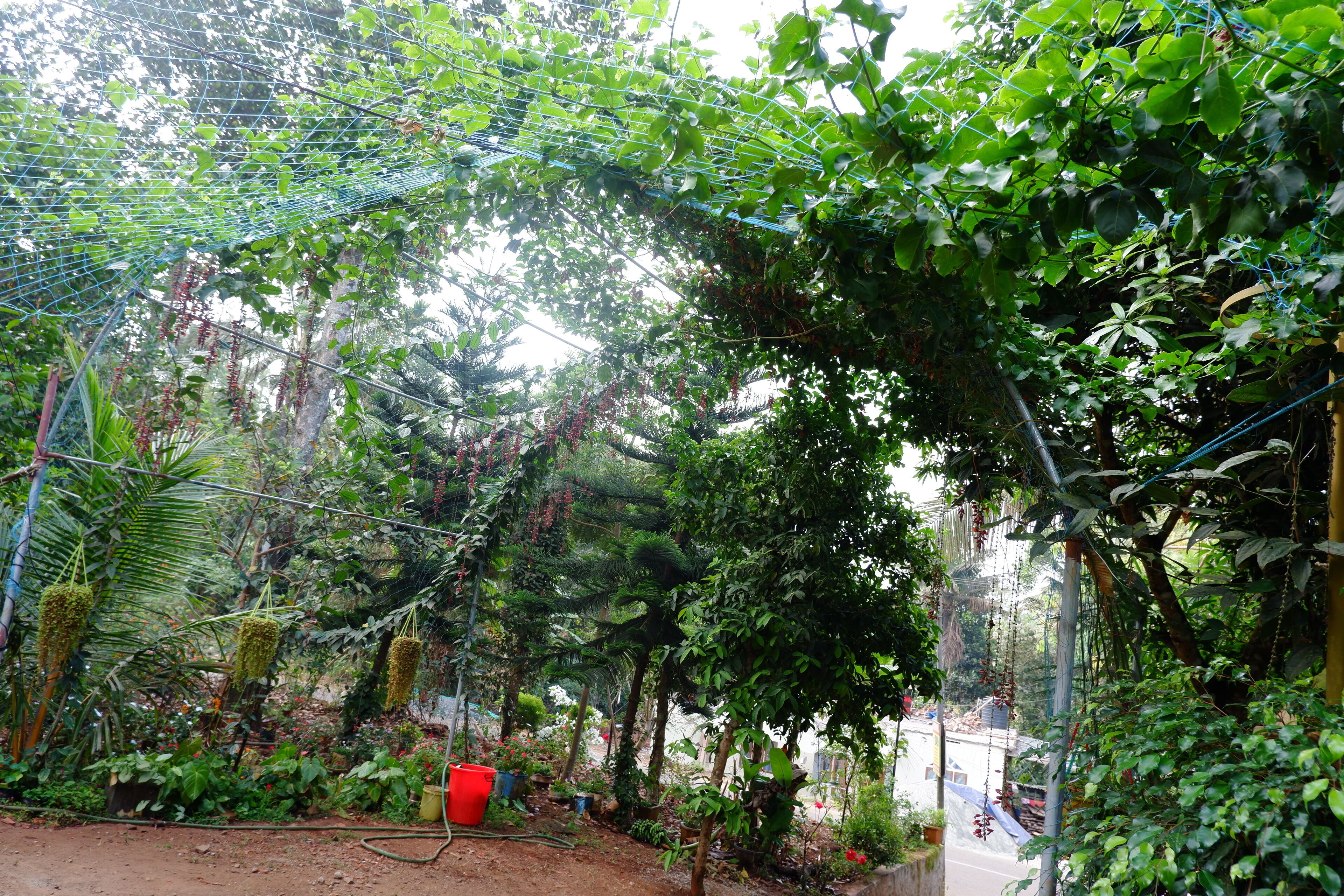 A garden with a variety of plants and a wire mesh structure.