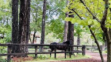 Een paard in een omheind terrein, omringd door hoge bomen.