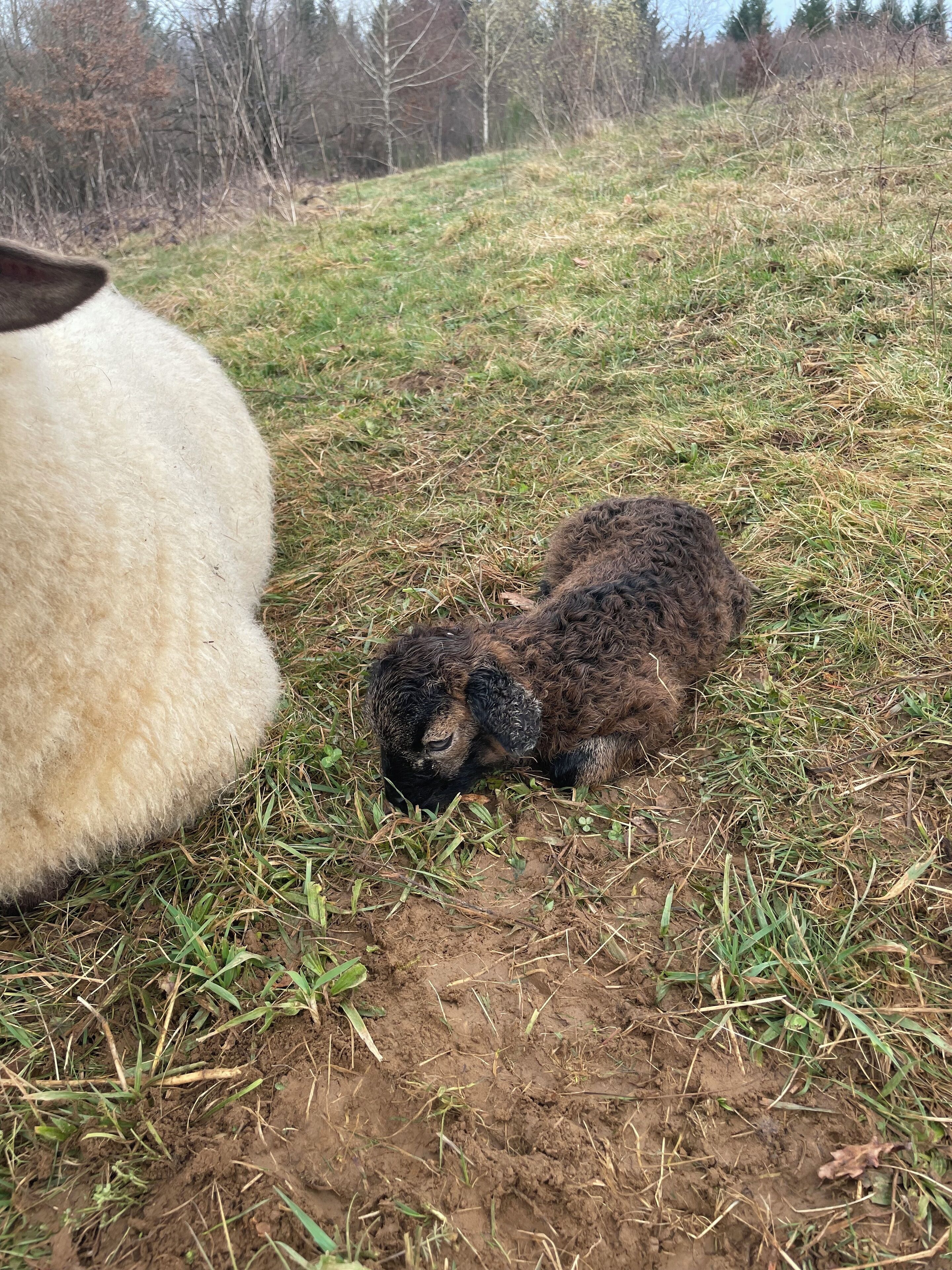 Un agneau est allongé dans un champ d’herbe, et une grande brebis blanche se trouve à proximité.