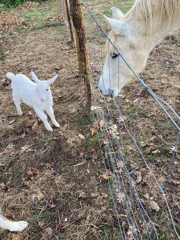 A white goat and a white horse behind a wire fence in a grassy area with some dry leaves on the ground. - Domingeal Estate   (Saint-Germain-les-Vergnes)