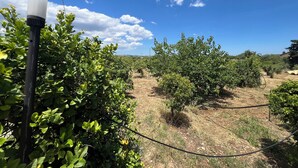 Un vignoble avec des rangées de vignes et un poteau électrique au premier plan.