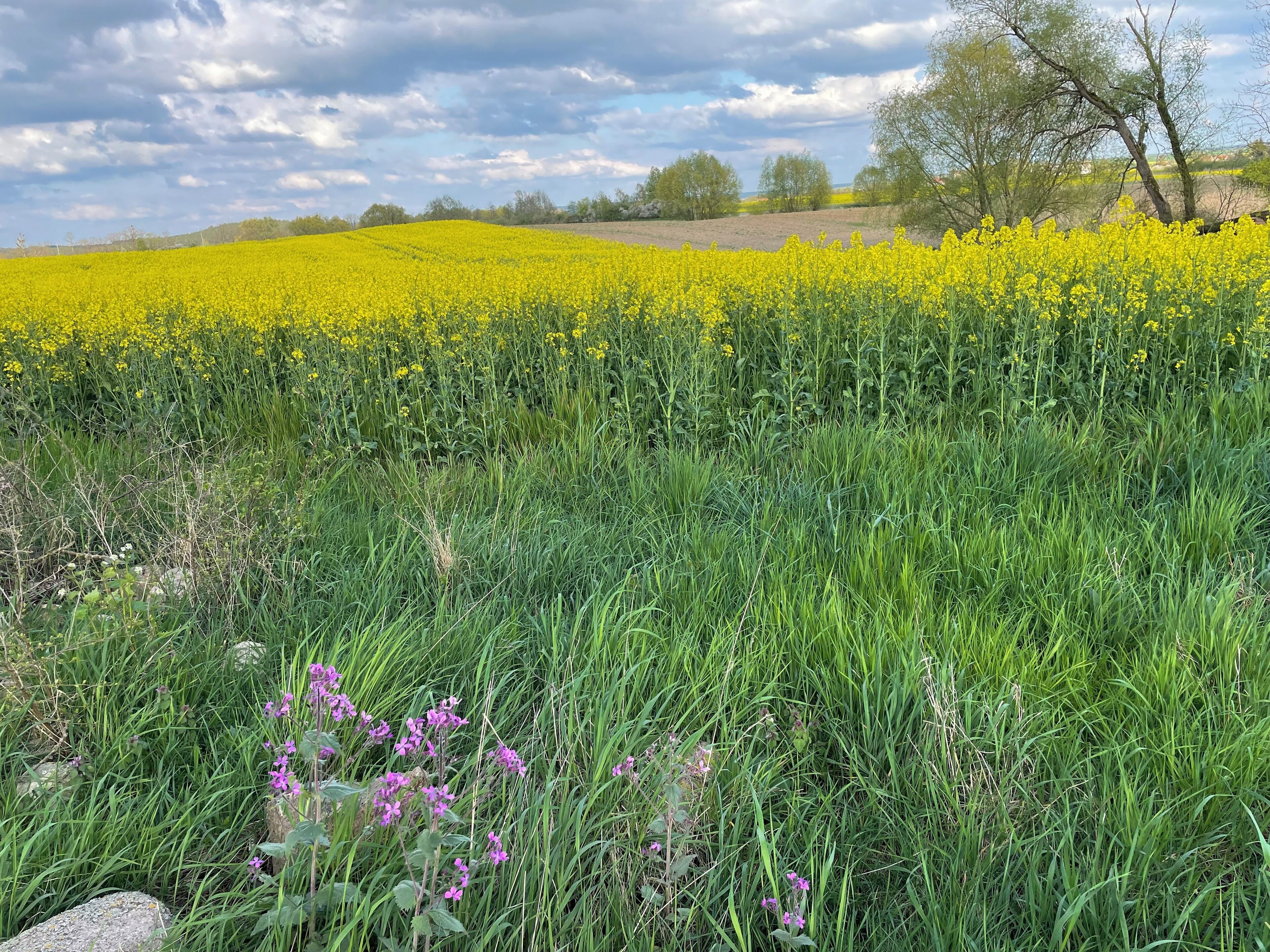 Ein Feld mit gelben Blumen, grünem Gras und blühenden Purpurfarbenen Blumen im Vordergrund.