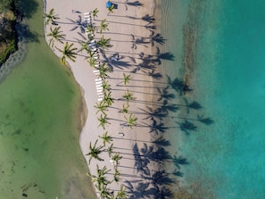 An aerial view of a beach with rows of palm trees and white lounge chairs.